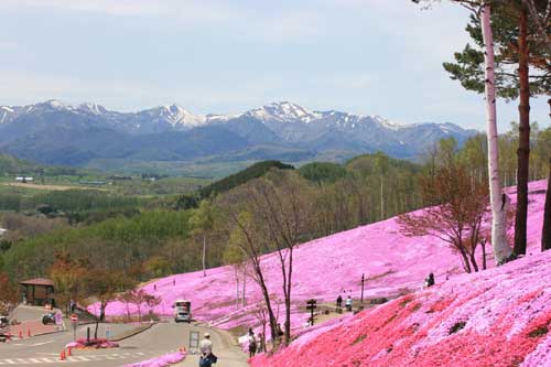 芝ざくらが咲き誇る滝上公園の写真