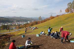 町民たちが株分けをしている様子の写真