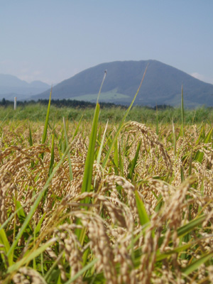 田園地帯の様子の写真