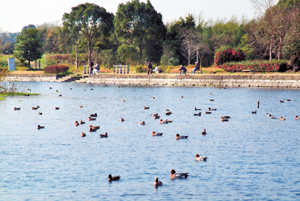 公園化さえた涌水池でのんびりと釣りをする人と水鳥たちの写真