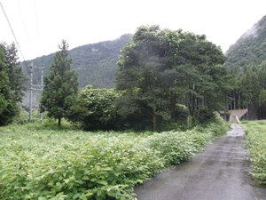 再生前の耕作放棄地の写真