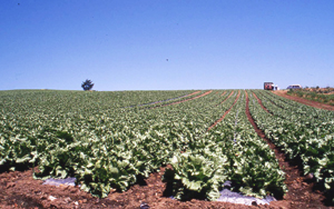 レタス畑の写真