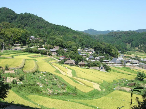 能勢長谷（ながたに）の棚田の写真