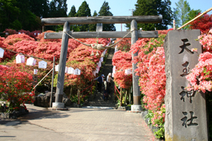 天王神社の境内に咲くツツジの写真