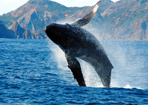 ザトウクジラの写真