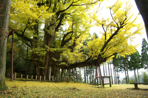 樹齢900年の大イチョウの写真