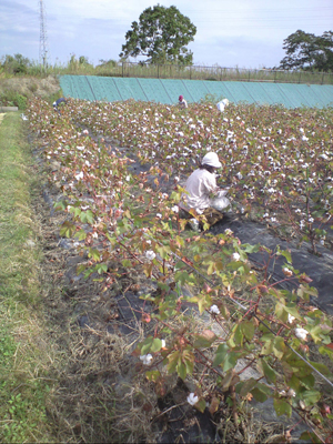綿畑の写真