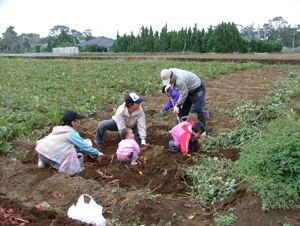 子どもといっしょの安納芋の芋掘り体験の写真