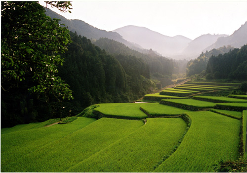 竹地区の棚田の写真