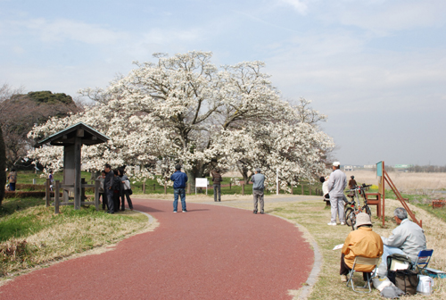 中の島公園「大こぶし」の写真