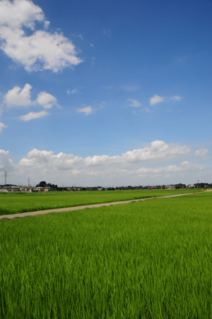 五霞町の田園風景の写真