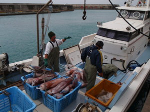 ソデイカ漁の写真