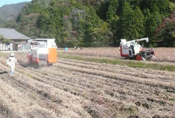 集団営農組織による大豆の刈取りの写真