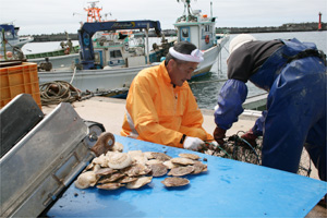 ホタテと漁師の写真