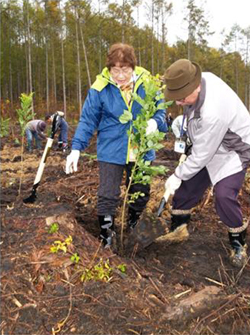植林活動の写真