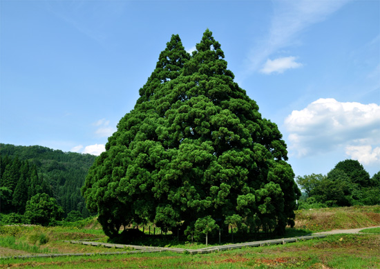 トトロの木の写真