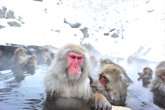 スノーモンキーの写真