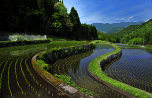 新田集落の田んぼの風景の写真