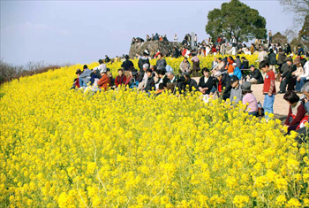 吾妻山「菜の花ウォッチング」の様子の写真