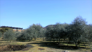 オリーブ栽培の様子の写真