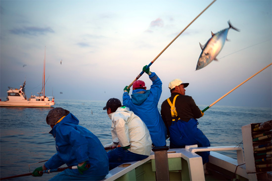 カツオの一本釣りの様子の写真