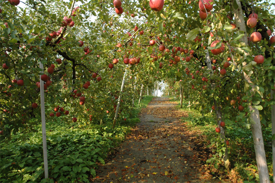 りんご農園の様子の写真