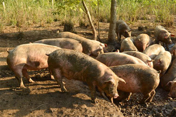 りんごを餌に放牧している「あっぷるニュー豚」の写真