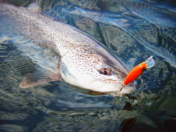 幻の魚「イトウ」の写真