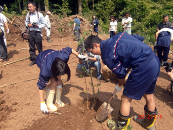 和紙原料のコウゾの植栽の写真