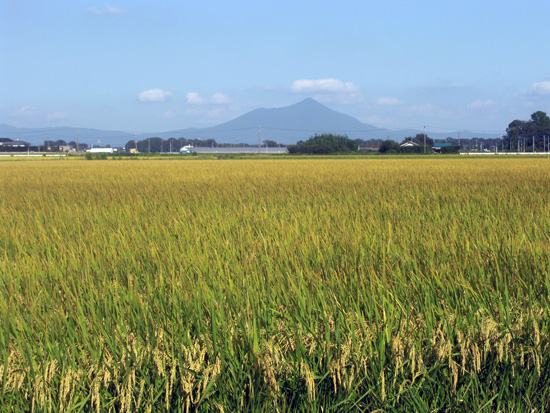 黄金色の稲田と筑波山の写真