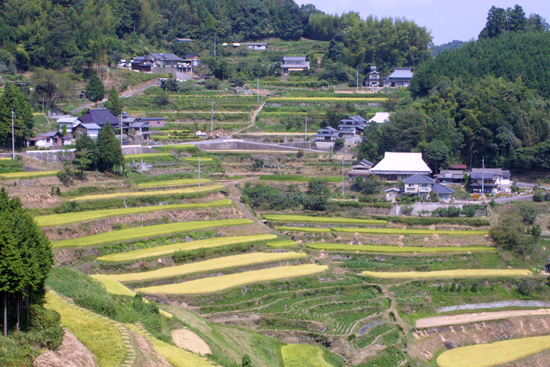 日本棚田百選認定の棚田（北庄地区）の写真