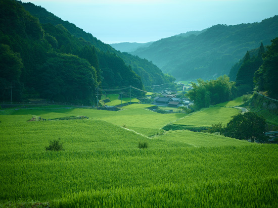 棚田「西友枝大入地区」の写真