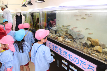 ため池の生き物たちの写真