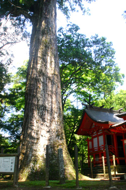 国指定天然記念物「八村杉」の写真