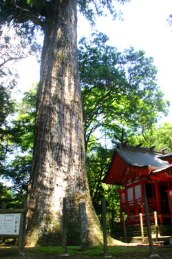 国指定天然記念物「八村杉」の写真