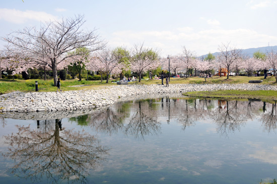 親水公園「ひょこたん池公園」の写真