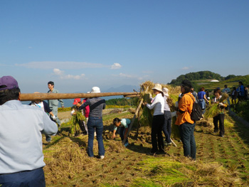 豊島棚田の収穫祭の写真