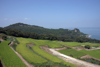 豊島棚田の写真