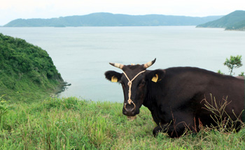 海士ブランド放牧中の「隠岐牛」の写真