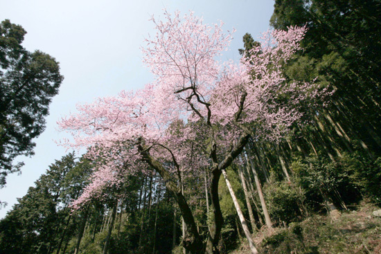 福智山の中腹に咲く推定樹齢600年のエドヒガン「虎尾桜」の写真