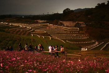 棚田夢灯り＆収穫祭　ライトアップされた棚田の写真