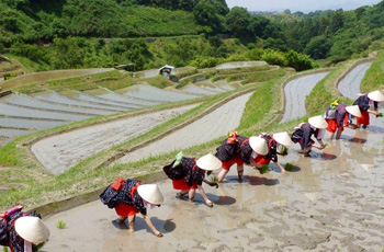 早乙女による田植えの写真