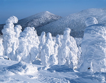 樹氷の写真