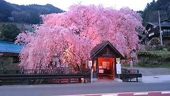 人里（へんぼり）の桜の写真