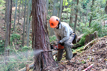 ヒノキを伐採する森林組合職員の様子の写真