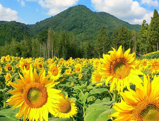 秋のひまわり園の様子の写真