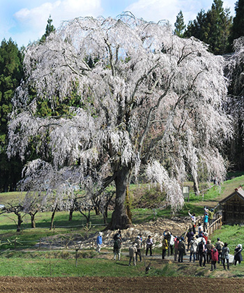 桜めぐりトレッキングの様子の写真