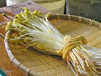 大鰐温泉もやし