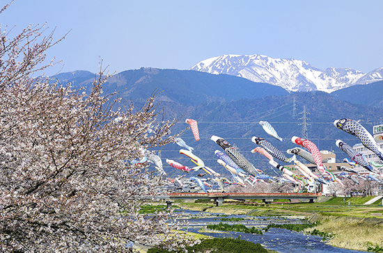 相川鯉のぼり一斉遊泳の写真