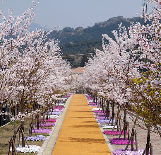 町を縦断する桜街道の写真